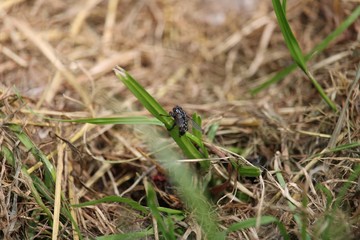Fly in the summer sun in the closeup