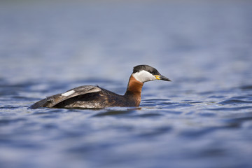 A adult red-necked grebe (Podiceps grisegena) swimming and stretching in a city pond in the capital city of Berlin Germany.