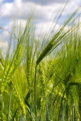 Detail of the green Barley Spike