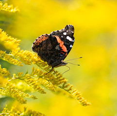 Insect butterfly Red Admiral, Vanessa atalanta, on goldenrod. Copy space