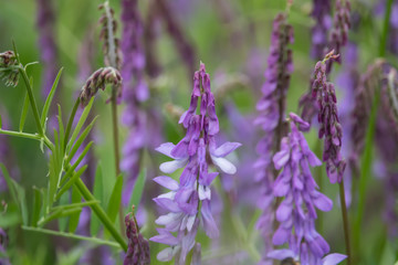 Tufted Vetch Flowers in Bloom in Springtime