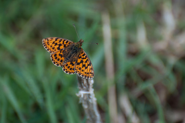 High Brown Fritillary (Argynnis adippe) orange butterfly