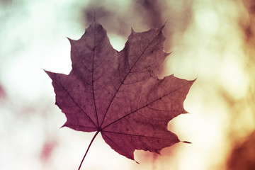 Closeup of one maple leaf in the sunlight of autumn forest. Indian summer season. Instagram style
