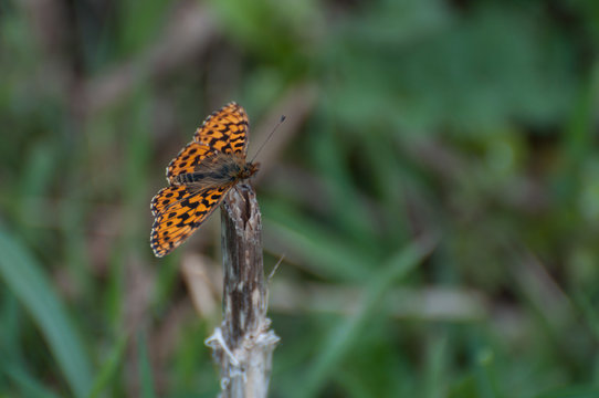 High Brown Fritillary (Argynnis adippe) orange butterfly getting ready to fly