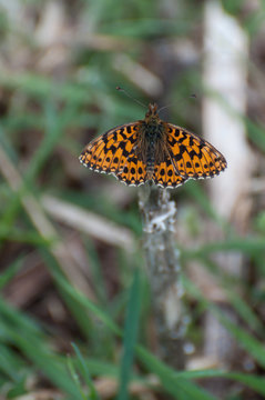High Brown Fritillary (Argynnis adippe) splendid butterfly resting on a stick