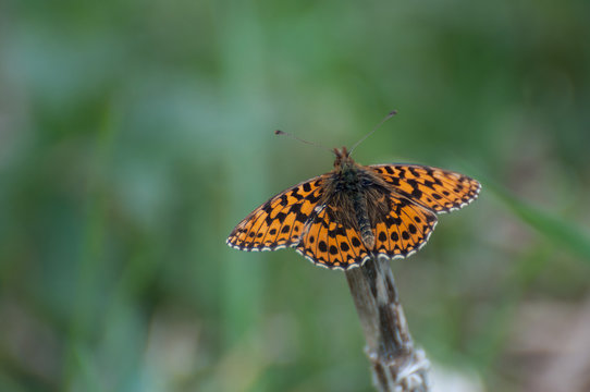 High Brown Fritillary (Argynnis adippe) butterfly resting on a stick