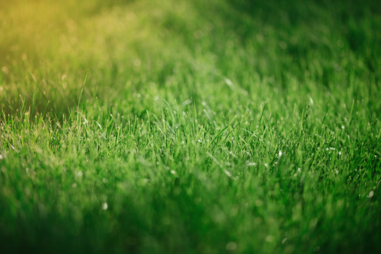 Close up green grass background. Summer concept, environment conversation