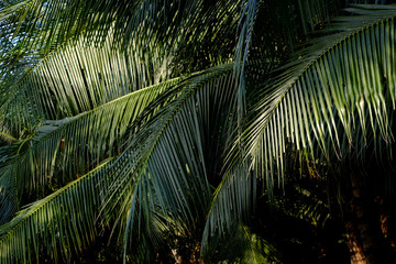 coconut leaf of tree in garden