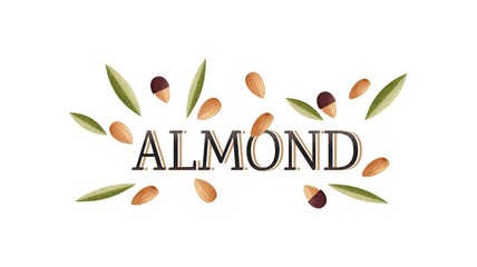Almond word with realistic illustration of almond and leaves on white background. Vector illustration.