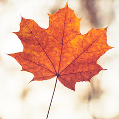 Closeup of one maple leaf in the sunlight of autumn forest. Indian summer season. Instagram style