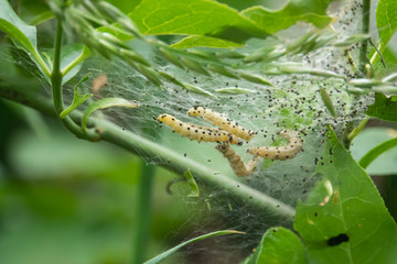 Yponomeuta Moth Caterpillars in Nest in Springtime