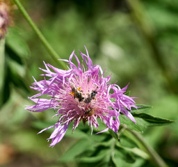 Flower with bees in the Summer garden