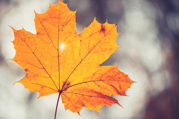 Closeup of one maple leaf in the sunlight of autumn forest. Indian summer season. Instagram style