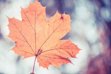 Closeup of one maple leaf in the sunlight of autumn forest. Indian summer season. Instagram style