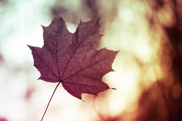 Closeup of one maple leaf on the car windshield. Indian summer season. Instagram style