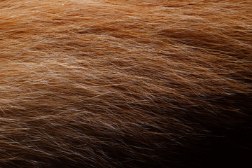 Dog fur texture