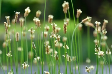 ヘラオオバコの花が咲く