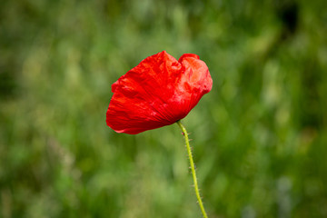 Fototapeta na wymiar A vibrant red poppy with a shallow depth of field, in early summer