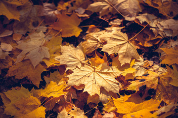 Background of leaves on the land in the autumn forest. Indian summer season.