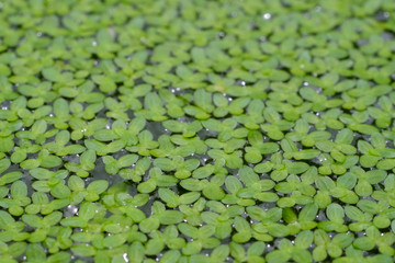 green duckweed on water