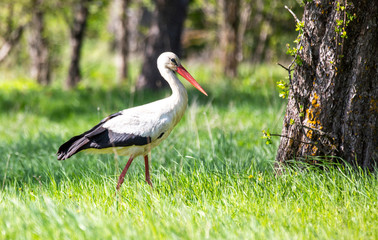 Stork
