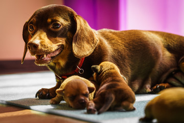 Little dachshund mom feeding puppies newborns
