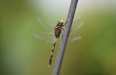 Dragonfly