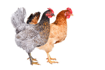 Two chicken standing together, side view, isolated on white background
