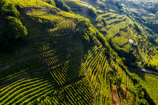 Valtellina (IT) - Castionetto di Chiuro - Vista aerea dei vigneti