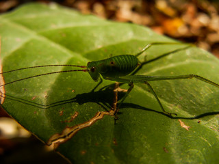 Specked Bush Cricket Leptophyes on the leaf closeup macro photography shotSpecked Bush Cricket Leptophyes in the leaf closeup macro photography shot