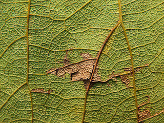 green leaf texture