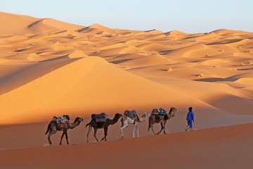 Fototapeta na wymiar Camel caravan going through the sand dunes in the Sahara Desert, Morocco