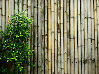 old bamboo wall with tree