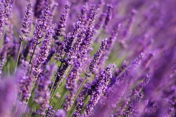 Fotobehang Bloemen in de lavendelvelden in de Provence, Frankrijk. © Andrii Vergeles
