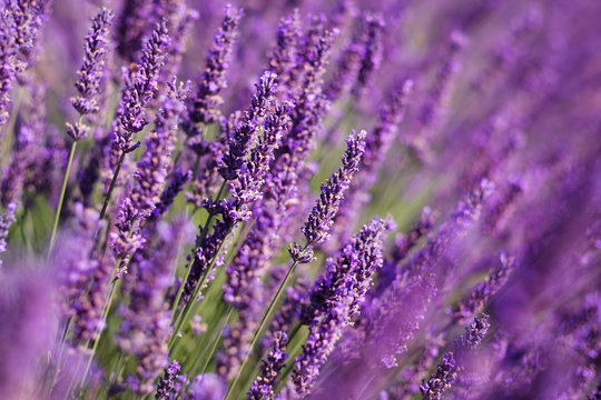 Flowers in the lavender fields in the Provence, France.