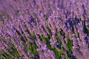 Flowers in the lavender fields in the Provence, France.