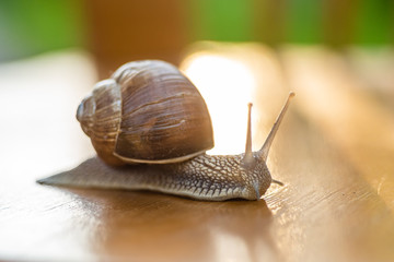 Snail gliding on wooden serface in the garden, close up