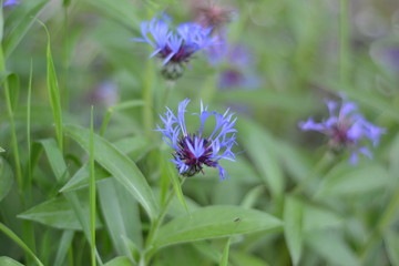  cornflower, flower, nature, purple, plant, green, garden, summer, bee, macro, flowers, flora, flowering, pink, field, spring, blossom, wild, grass, purple, blue, close-up, natural