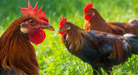roosters in the garden on a farm - free breeding
