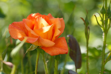 orangerose flower blooming in roses garden on background red roses flowers.