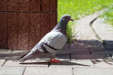 Pigeon in garden