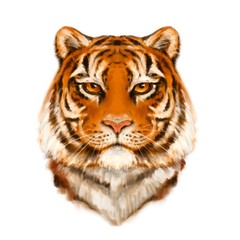 Tiger portrait. Illustration in hand drawn style