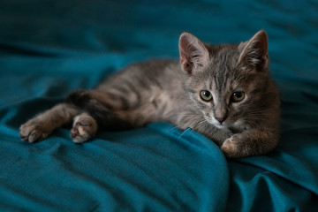Beautiful gray little cat on the sofa