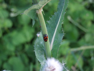 ladybird on leaf