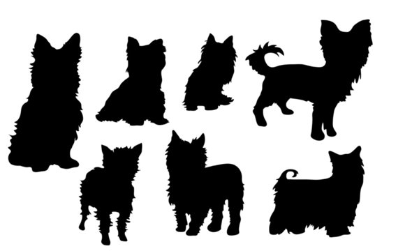 yorkshire terrier icon
