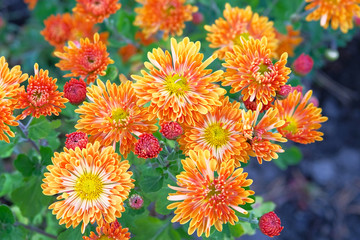 Bouquet of bright orange chrysanthemum flowers. Chrysanthemum (Hardy Mums) flowers in botanical garden. Close up.