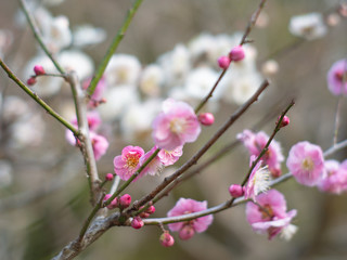 日本の成田の梅の花