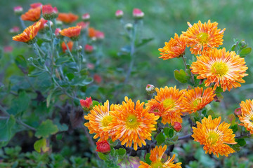 Chrysanthemums in botanical park. Orange flowers chrysanthemums in autumn, annuals. Close up.