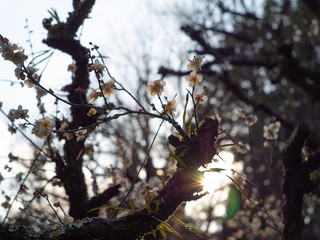 梅の花に透ける太陽の光