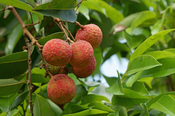 Bunch of lychee fruits on green leaves background